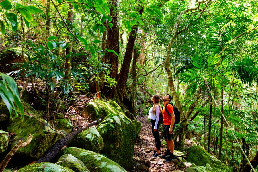 gold-coast-lamington-national-park